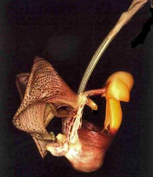 Coryanthes picturata